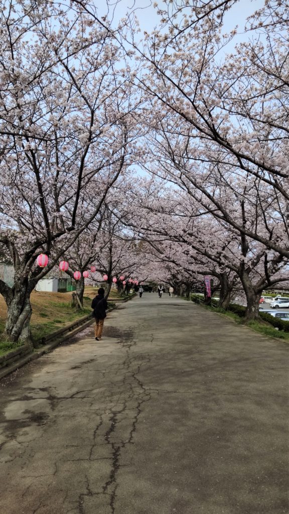 ３月２７日　旭公園の桜　🌺