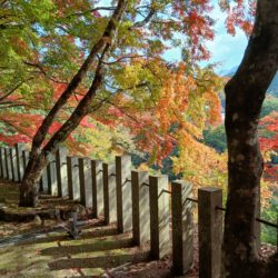 永源寺と百済寺へ紅葉見物に行ってきました。🍁🍁